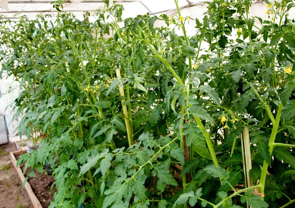 Tomatoes in the greenhouse — Stock Photo, Image