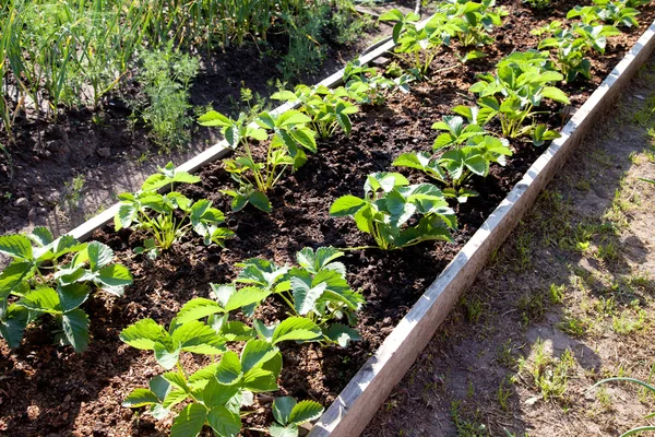 Fresas en el jardín — Foto de Stock