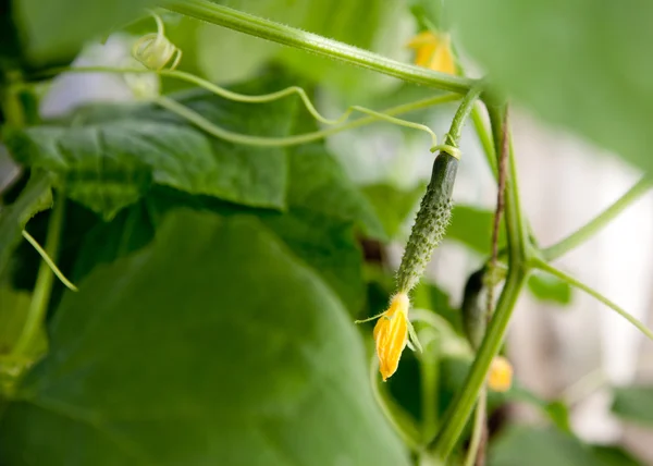 Cucumbers in the greenhouse — Stock Photo, Image