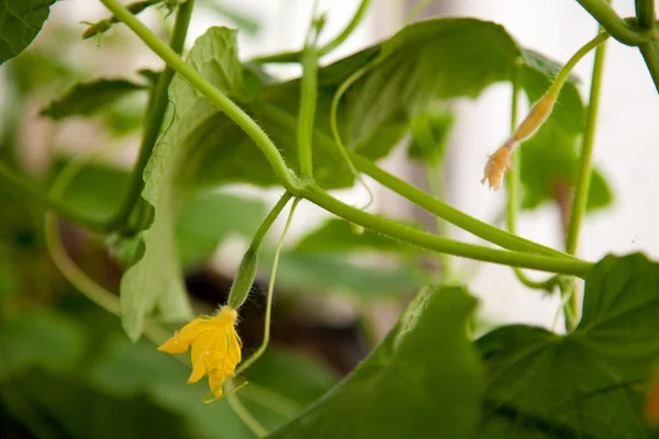 Cucumbers in the greenhouse — Stock Photo, Image