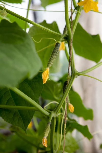 Cucumbers in the greenhouse — Stock Photo, Image