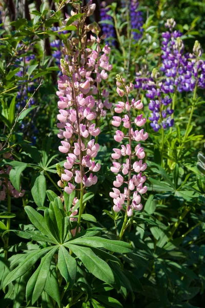 Fiori di lupino — Foto Stock