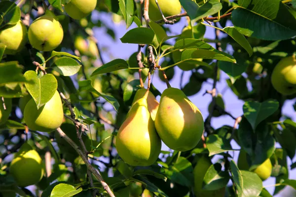 Päron på trädet — Stockfoto