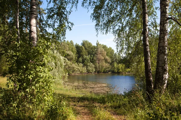 Пруд в березовом лесу России — стоковое фото