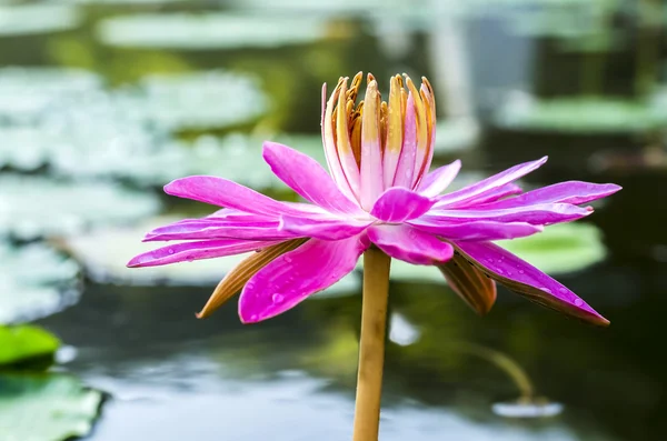 Water lily — Stock Photo, Image