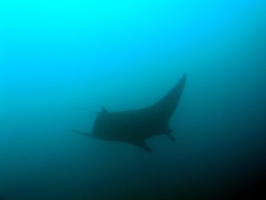 Manta Maldivler
