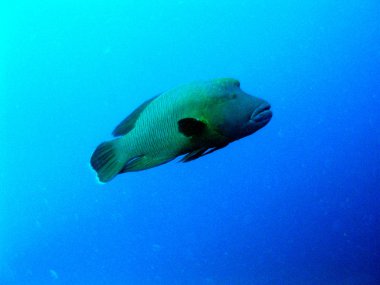 Humphead wrasse