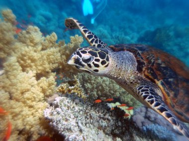 hawksbill kaplumbağa