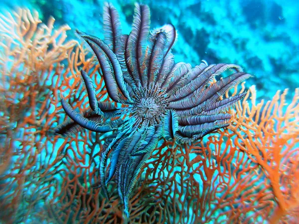 deniz fan ve tüy yıldız