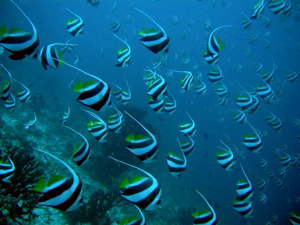 okul longfin bannerfish