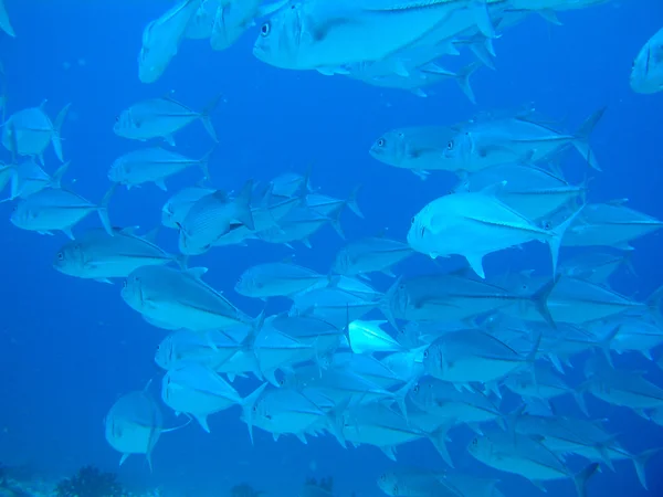 School of jacks — Stock Photo, Image