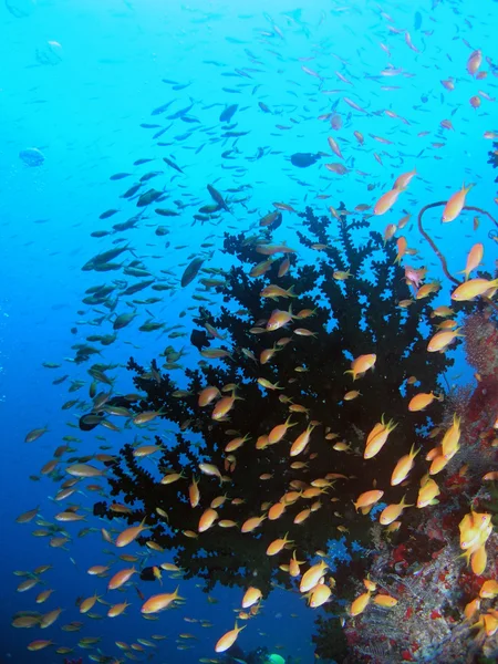 pseudanthias squamipinnis Okulu