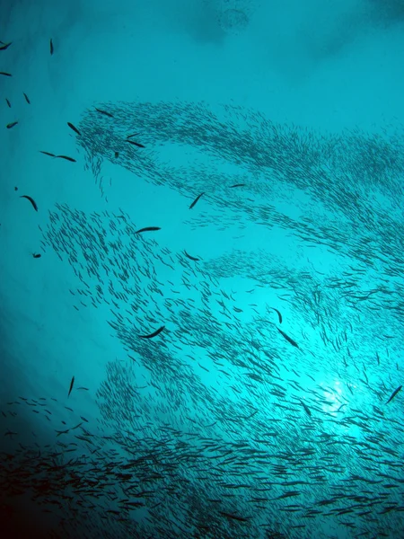 Die Gruppe des Fisches — Stockfoto