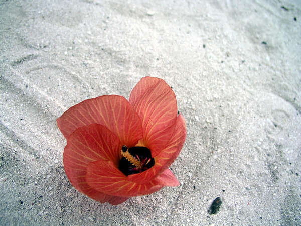 Hibiscus on beach