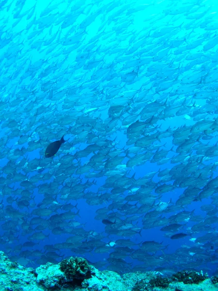 Escola de peixes — Fotografia de Stock