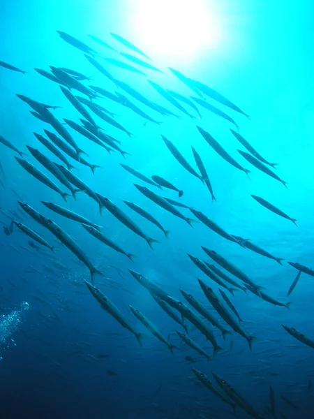 Fischschwärme — Stockfoto