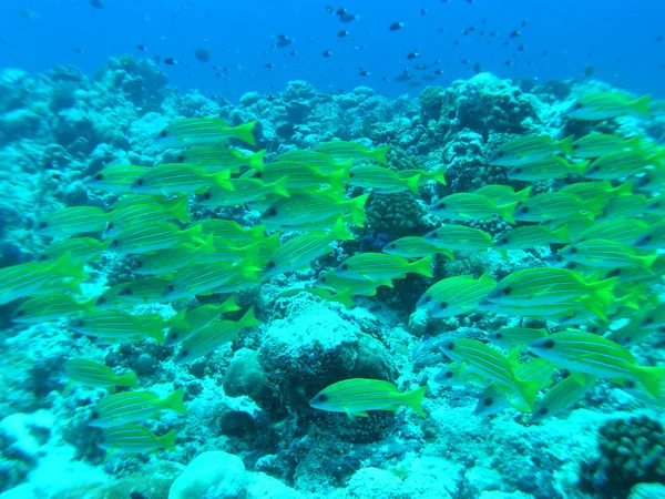 Escuela de peces —  Fotos de Stock