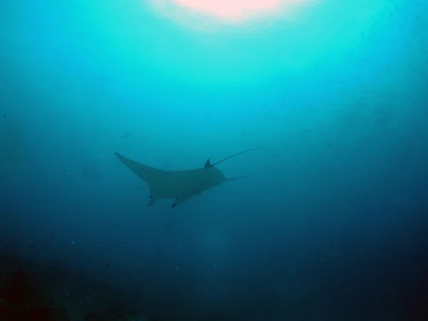 Manta in Palau — Stock Photo, Image