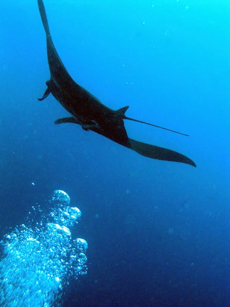 Manta v palau — Stock fotografie