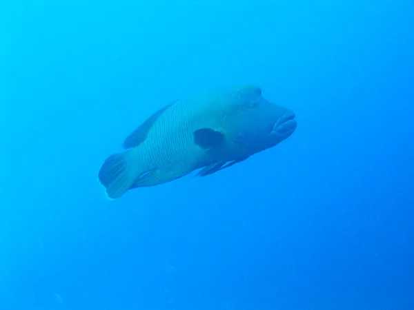 Cabeza hueca wrasse — Foto de Stock