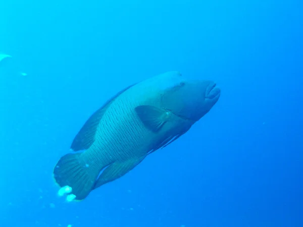 Cabeza hueca wrasse —  Fotos de Stock