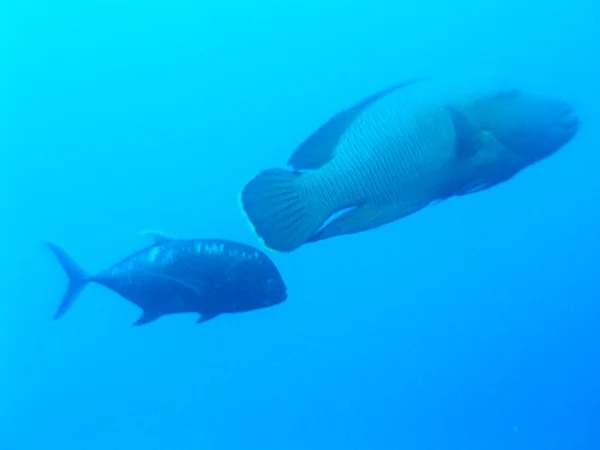 Humphead wrasse — Stock Photo, Image