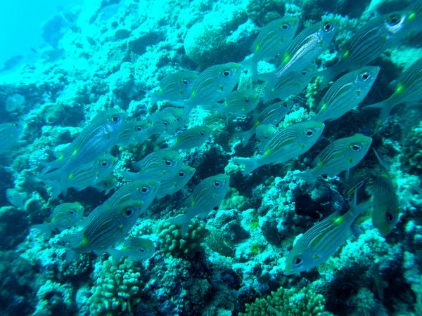 School of Fish — Stock Photo, Image