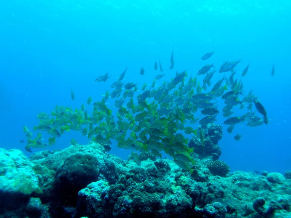 Escuela de peces — Foto de Stock