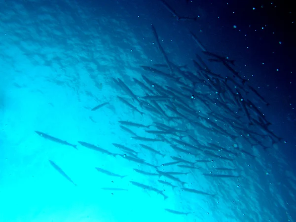 Fischschwärme — Stockfoto