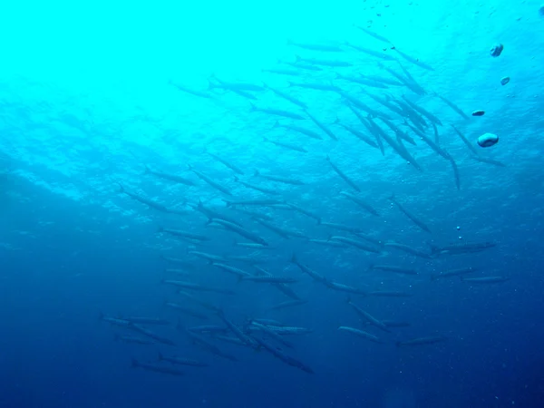 Fischschwärme — Stockfoto