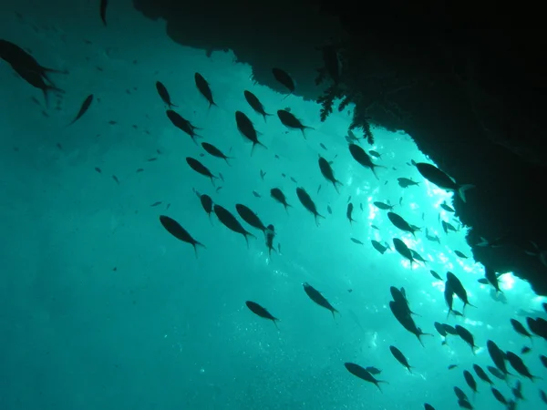 Escuela de peces —  Fotos de Stock