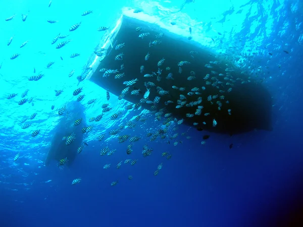 Escuela de peces — Foto de Stock