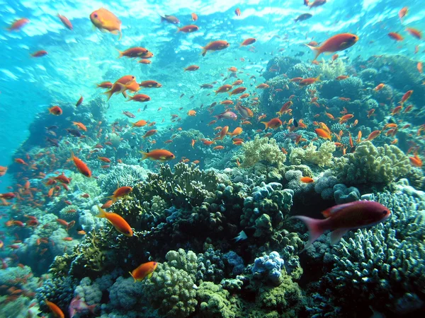 Escuela de peces — Foto de Stock