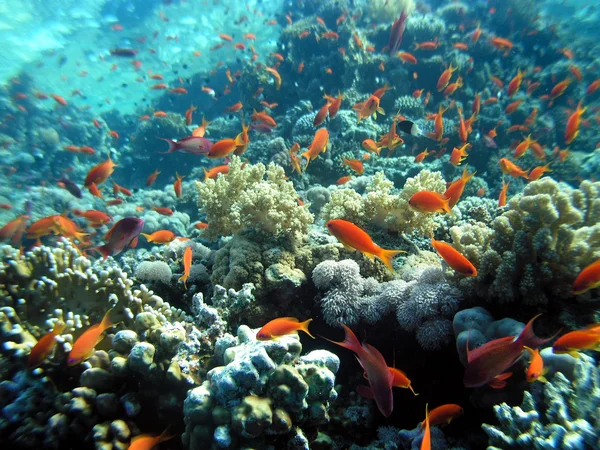 Scuola di pesce — Foto Stock