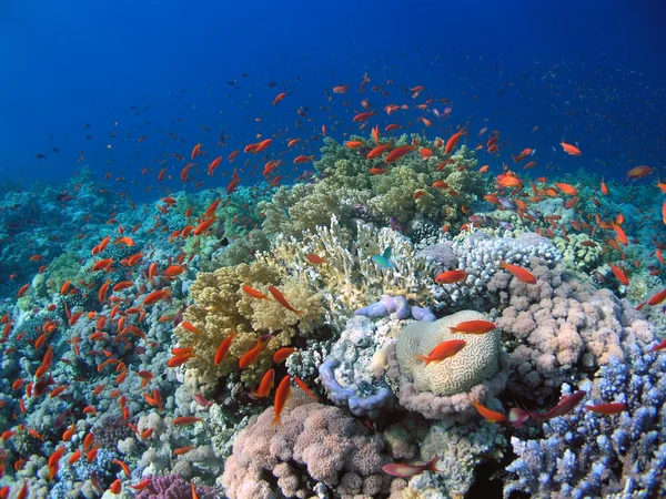 Escuela de peces — Foto de Stock