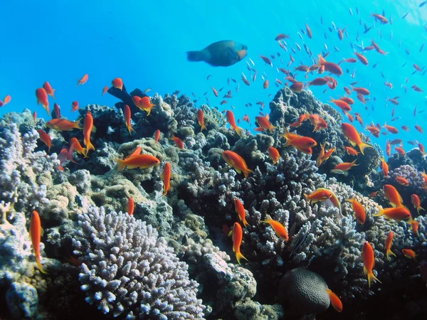 Escola de peixes — Fotografia de Stock