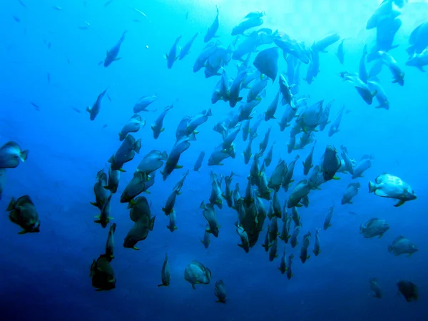 Scuola di pesce — Foto Stock