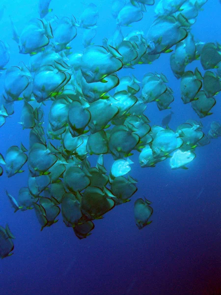 Escuela de peces — Foto de Stock