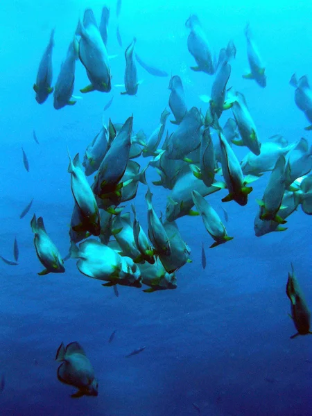 Escuela de peces —  Fotos de Stock