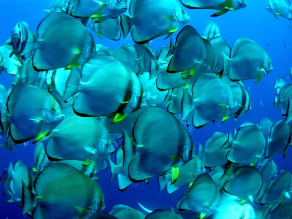 Escola de peixes — Fotografia de Stock