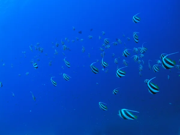 Escola de peixes — Fotografia de Stock