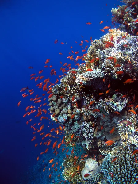 Scuola di pesce — Foto Stock