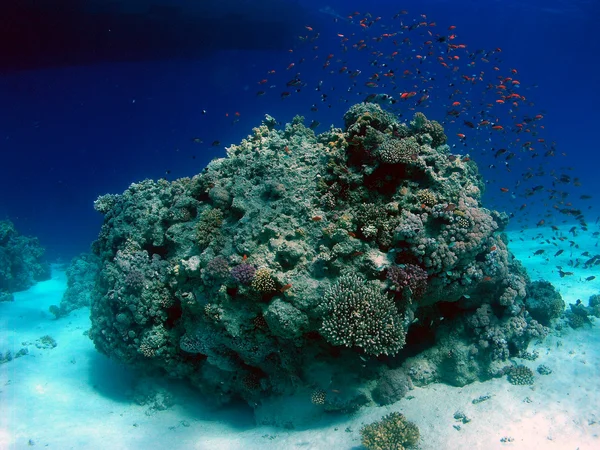 Underwater landscape — Stock Photo, Image