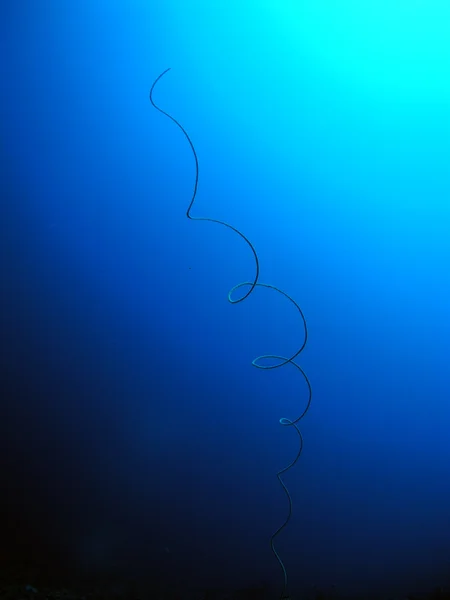 Sea whip — Stock Photo, Image