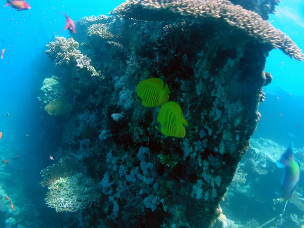 Chaetodon semilarvatus