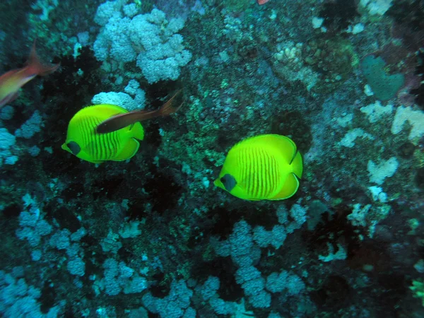 Chaetodon semilarvatus — Foto de Stock