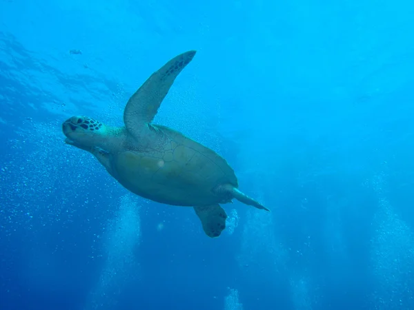 Green sea turtle — Stock Photo, Image