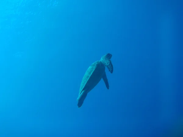 Tortuga marina verde — Foto de Stock