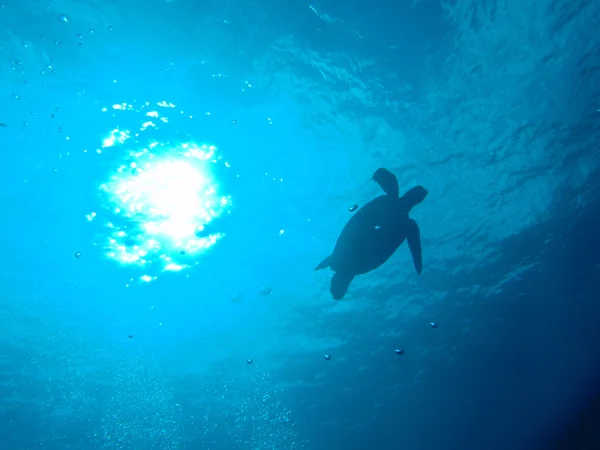 Green sea turtle — Stock Photo, Image