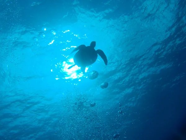 푸른 바다거북 — 스톡 사진
